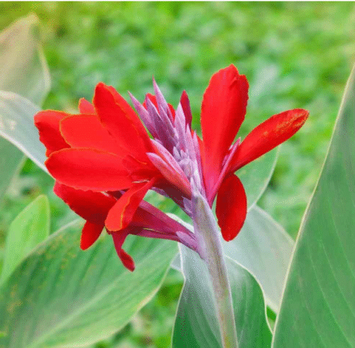 Canna Red Open Pollinated heirloom non-gmo garden seeds