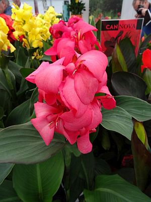 Canna Cannova Rose F1 heirloom non-gmo garden seeds