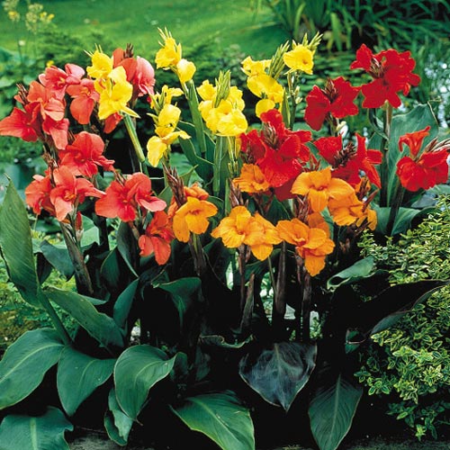 Canna Tropical Summer heirloom non-gmo garden seeds