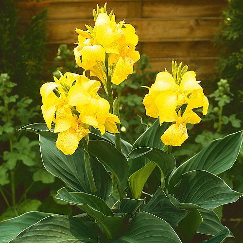 Canna Cannova Yellow F1 heirloom non-gmo garden seeds