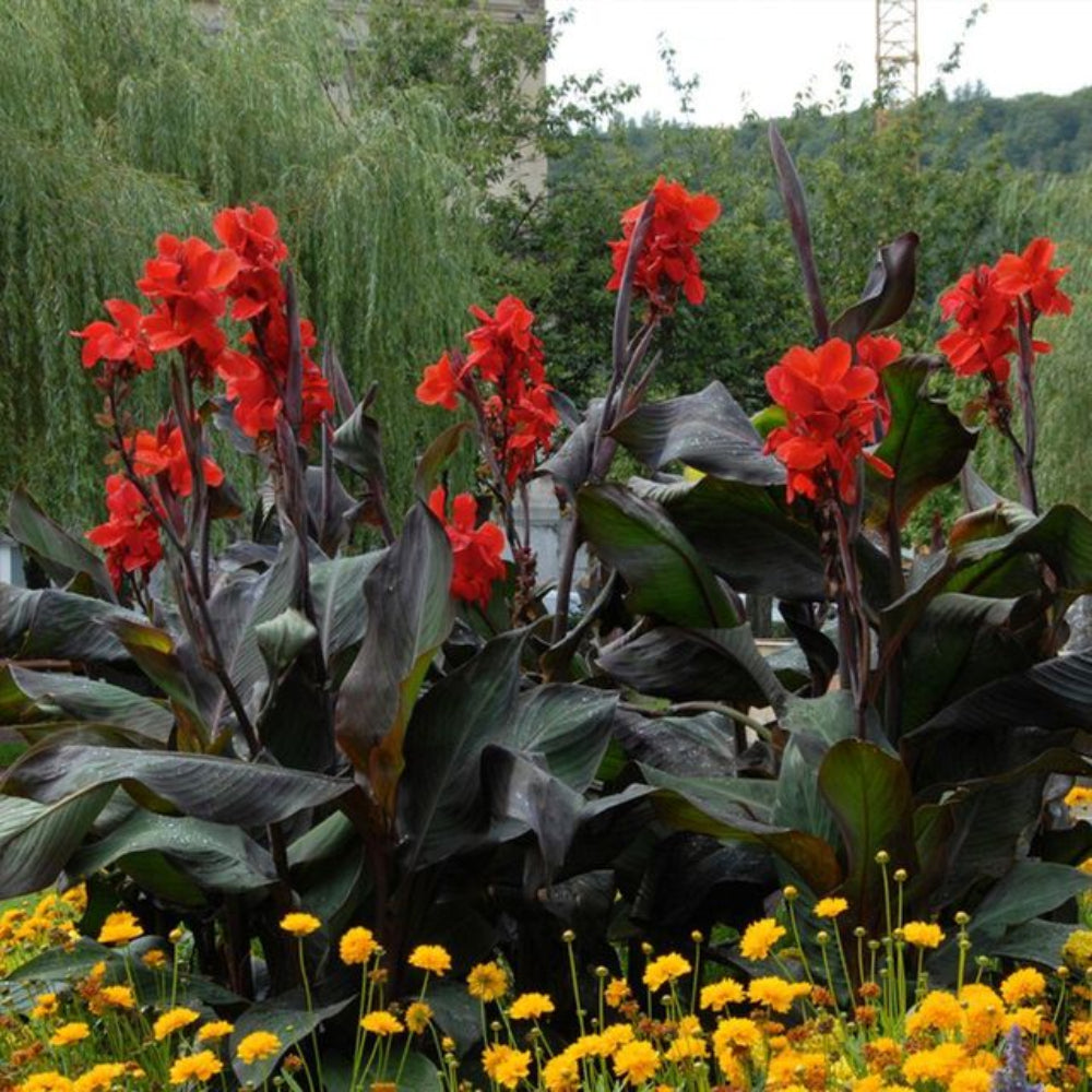 Canna Lily Starters Tropicana Black - Arizona Grown From Seed – Heirloom, Non-GMO