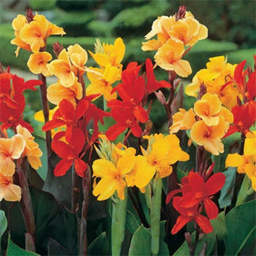 Canna Indica Ornamental Foliage Plant Seeds