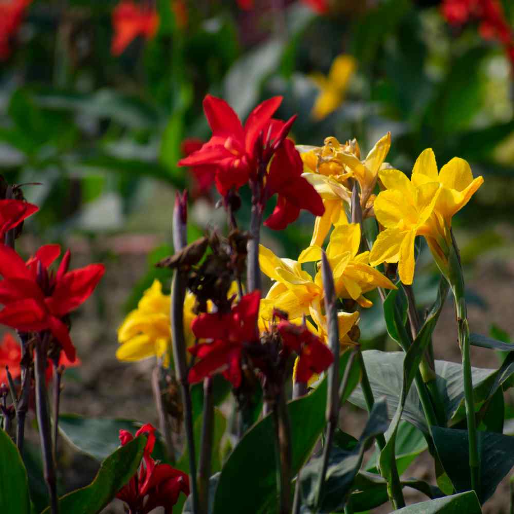 Canna Indica Ornamental Foliage Plant Seeds