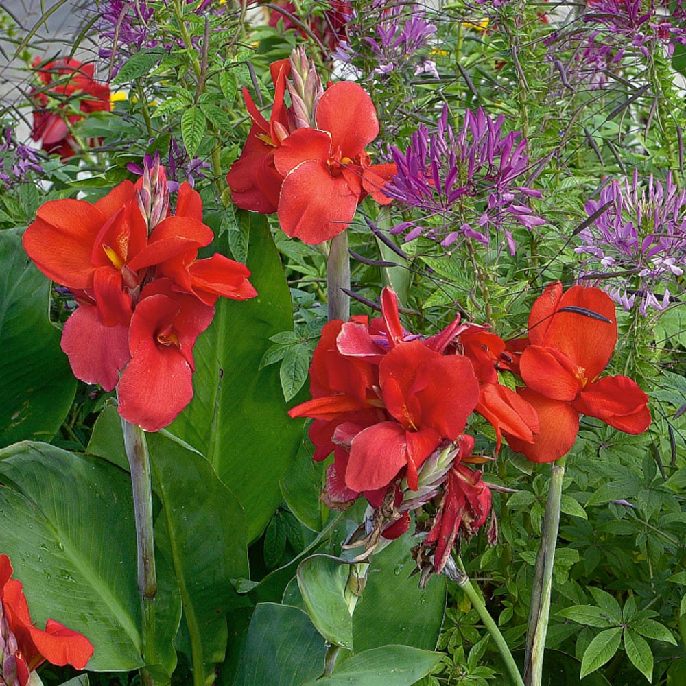 Canna Red Bold Bloom Plant Seeds