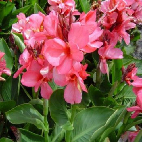 Canna Rose Elegant Bloom Plant Seeds