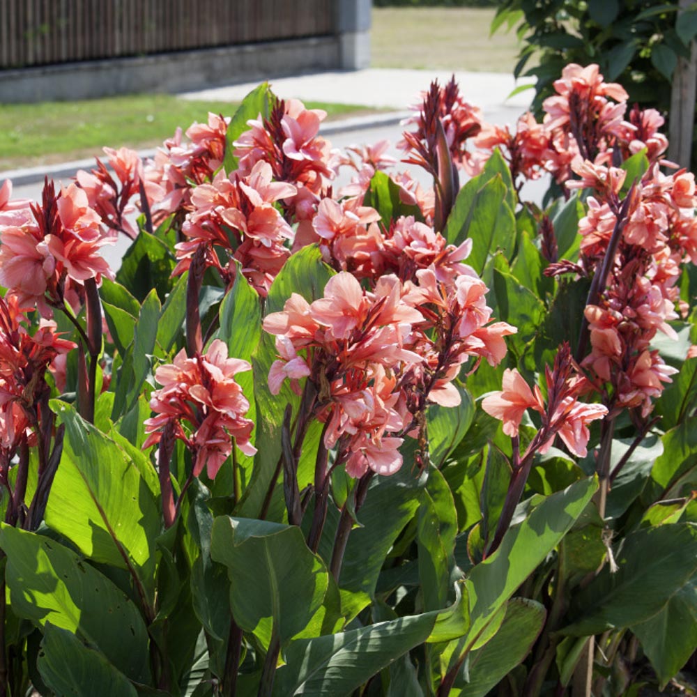 Canna Salmon Tropical Bloom Plant Seeds