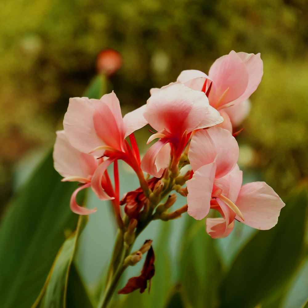 Canna Salmon Tropical Bloom Plant Seeds