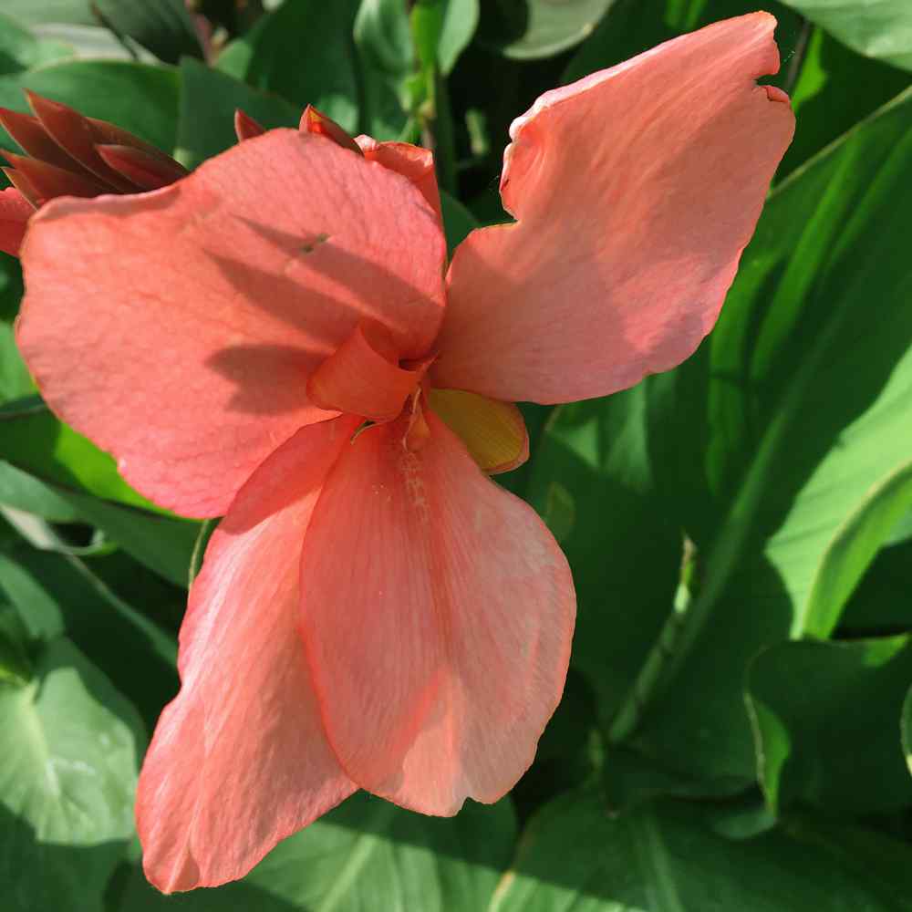 Canna Salmon Tropical Bloom Plant Seeds