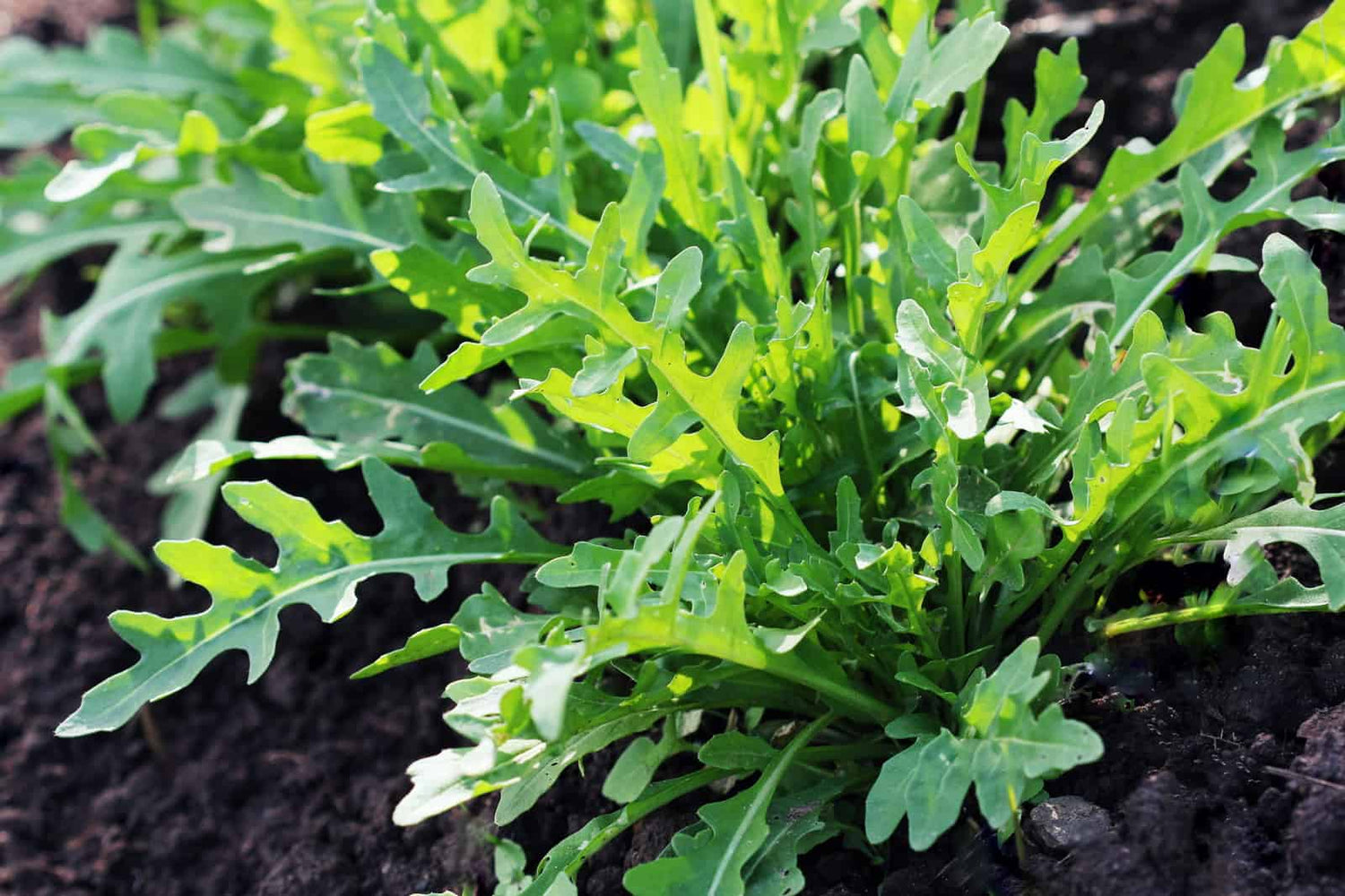 Bellezia Organic Wild Arugula Seed