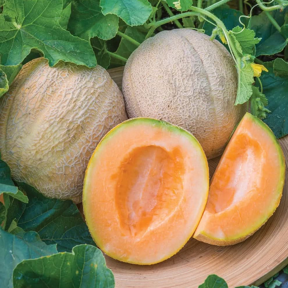 Cantaloupe Fruit Seeds Light Orange Variety for Planting