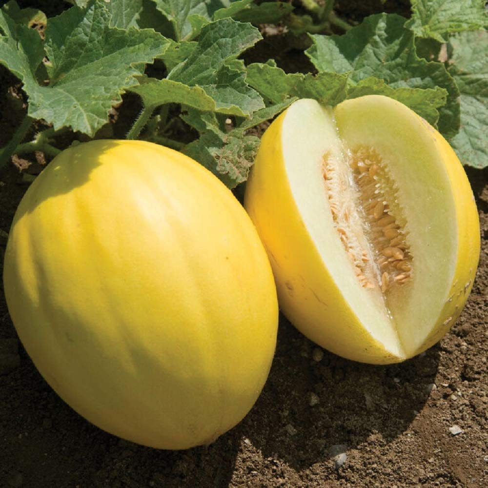 Cantaloupe fruit yellow variety seeds for planting high germination