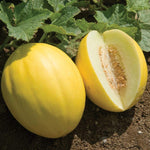 Cantaloupe fruit yellow variety seeds for planting high germination