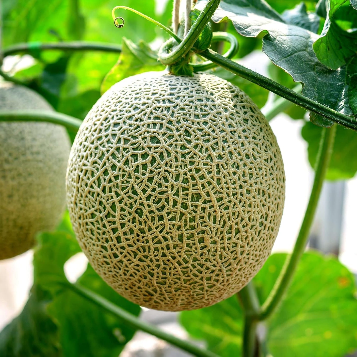 Grey cantaloupe seeds for planting high-germination melon seeds