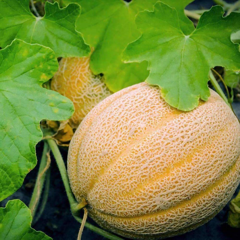 heart of gold cantaloupe melon seeds for home gardening