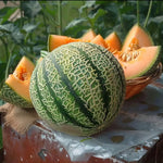 Premium quality Cantaloupe Melon fruit seeds for planting