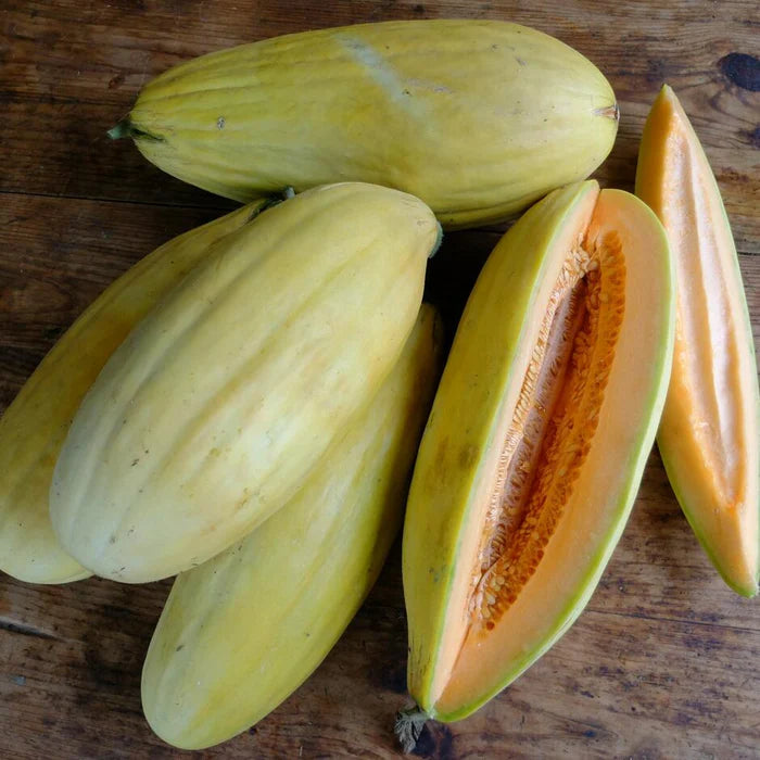 Mature banana melon plant with vines and foliage