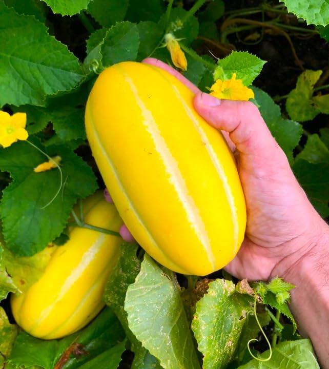 Cantaloupe melon seeds for planting sweet high quality varieties