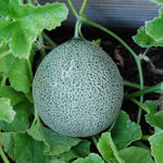 Non GMO Cantaloupe melon seeds Blue variety for home gardening