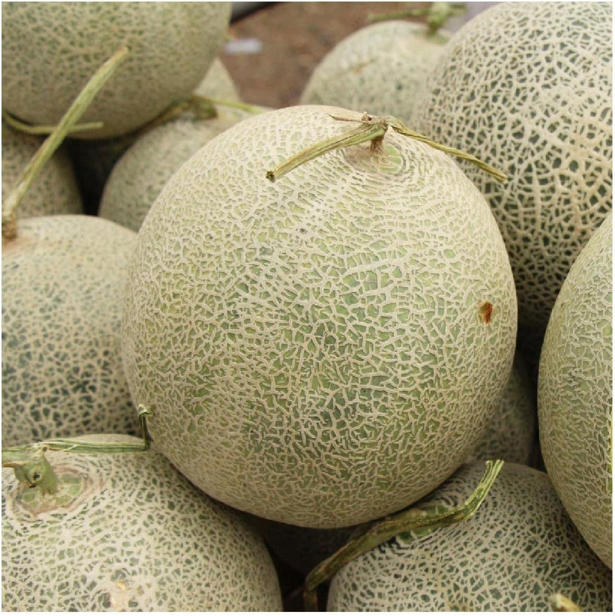 Non GMO heirloom Cantaloupe Melon Seeds European variety