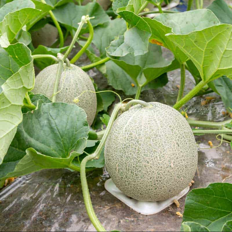 Cantaloupe plant growing from seeds in warm season