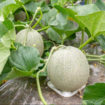 Cantaloupe plant growing from seeds in warm season