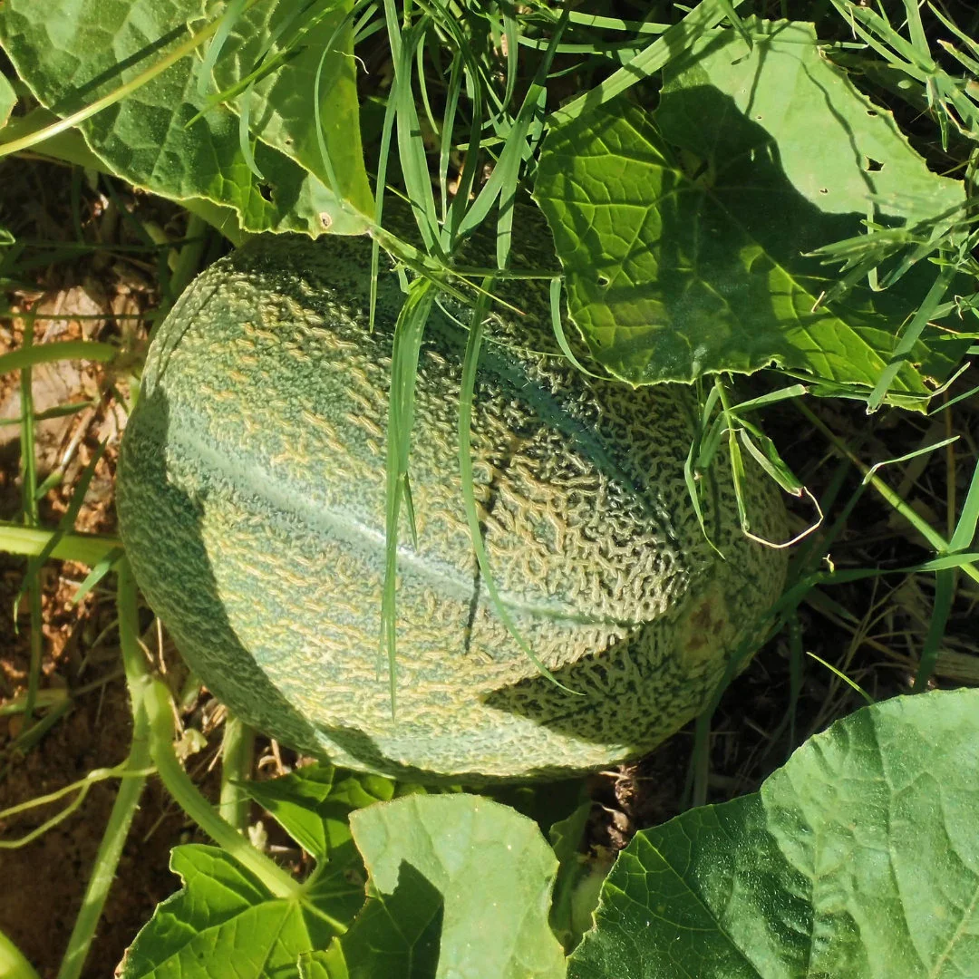 Cantaloupe Seedlings from Heirloom Seeds for Gardening