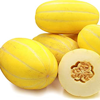 Cantaloupe seedlings growing from yellow variety seeds