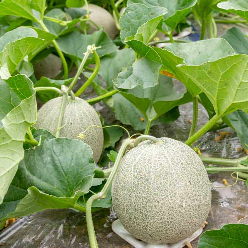 Sweet melon cantaloupe seeds Blue variety for outdoor gardens