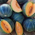 Cantaloupe Seeds Blue Variety for planting with high germination