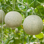 Cantaloupe seeds fresh green heirloom non GMO for home gardening