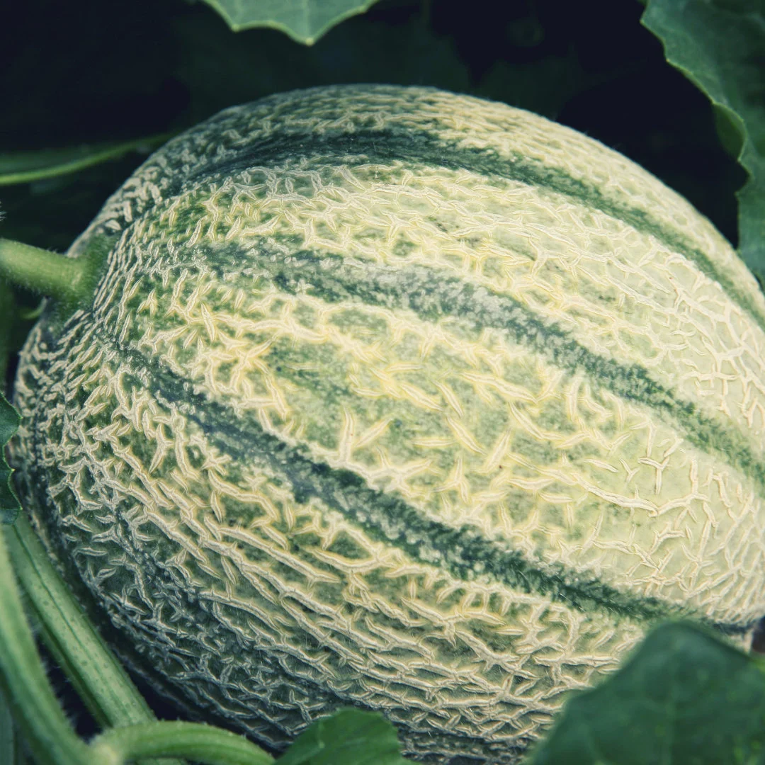 Cantaloupe Vines Growing from Seeds Planting Guide
