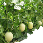 White cantaloupe fruit growing guide healthy melon plant vines