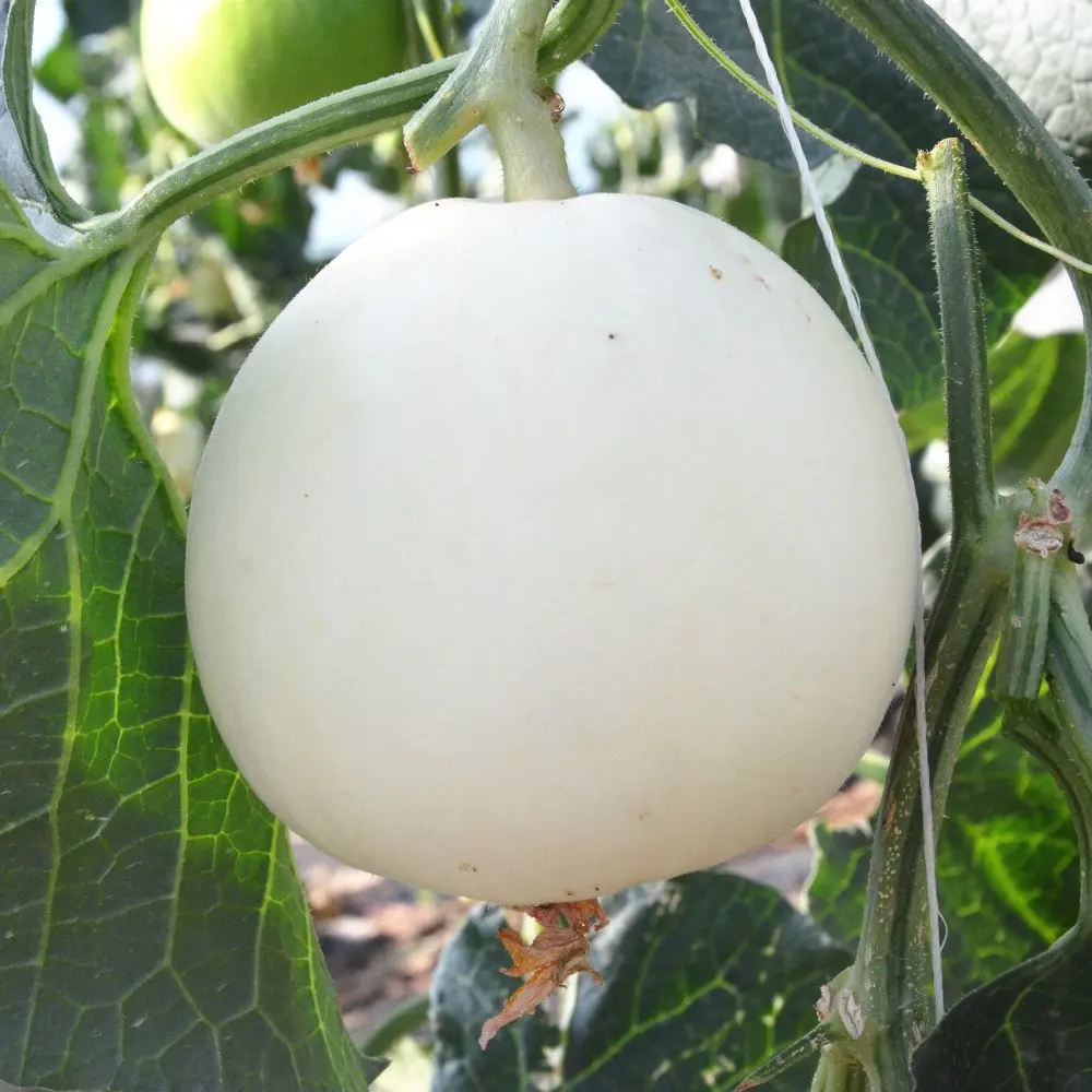 White Cantaloupe Seeds for Planting Non GMO heirloom melon seeds