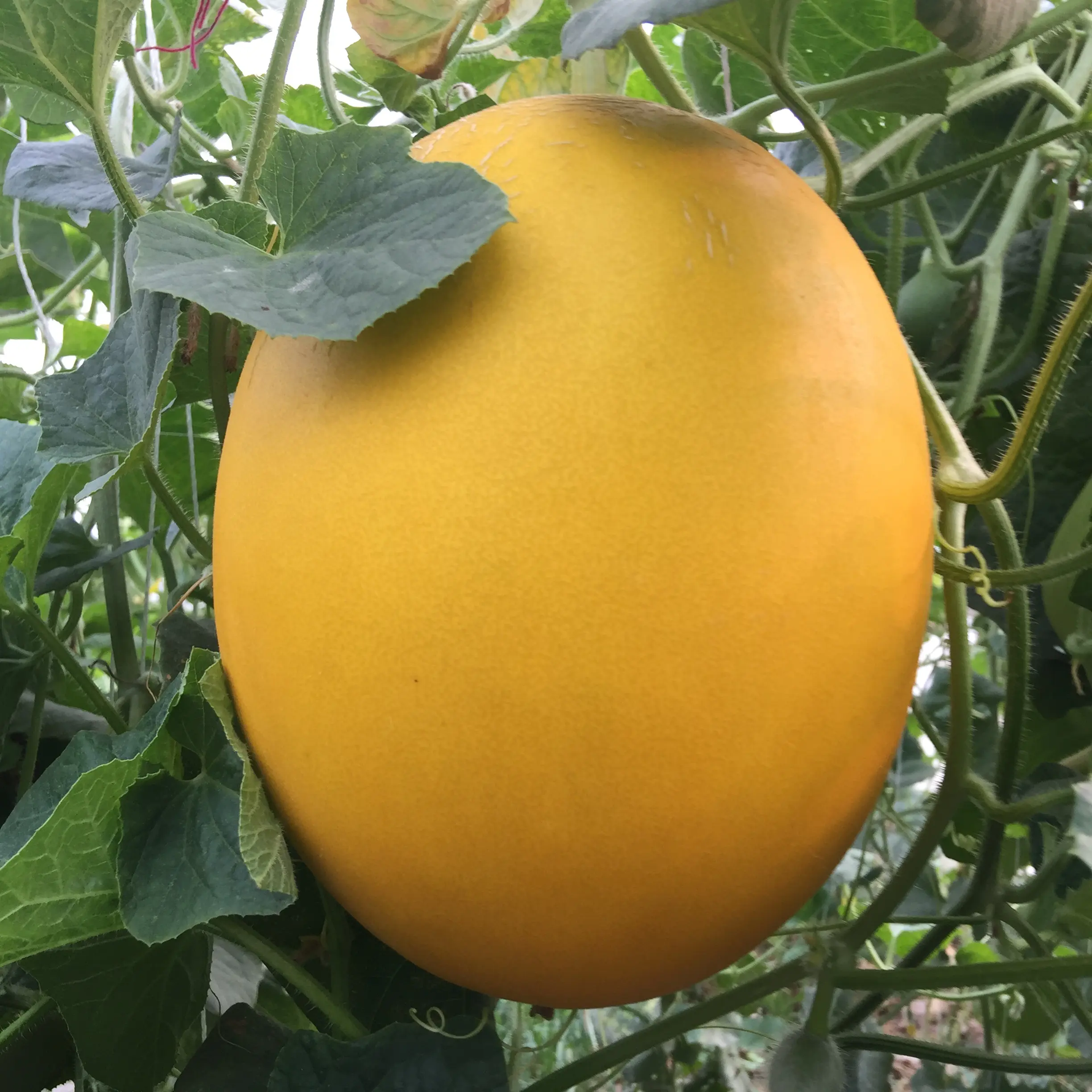Cantaloupe yellow seeds with complete growing guide
