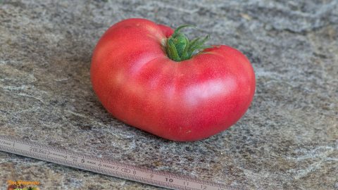 Tomato Kremlevskiye Kuranty Solanum lycopersicum vegetable seeds for planting in vertical garden or pots