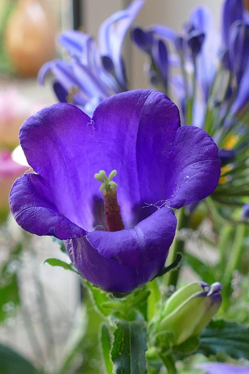 Campanula Canterbury Bell Double Flowering Seeds For Planting