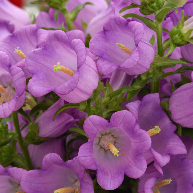 Canterbury Bells Seeds - Campana Lilac