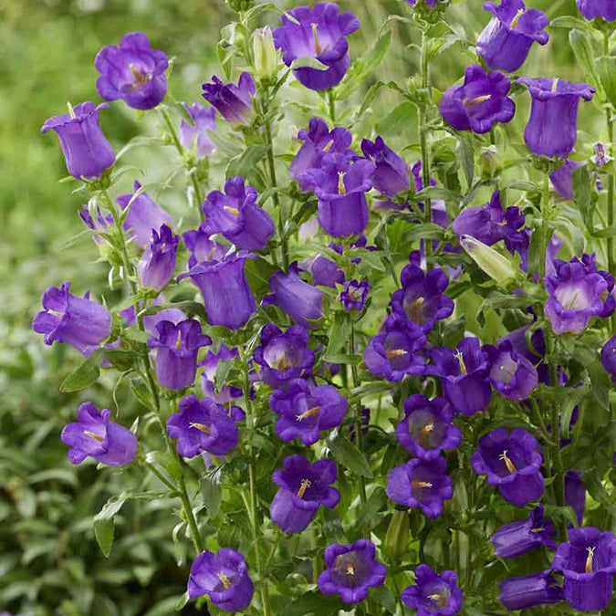 Canterbury Bells Seeds - Champion Blue