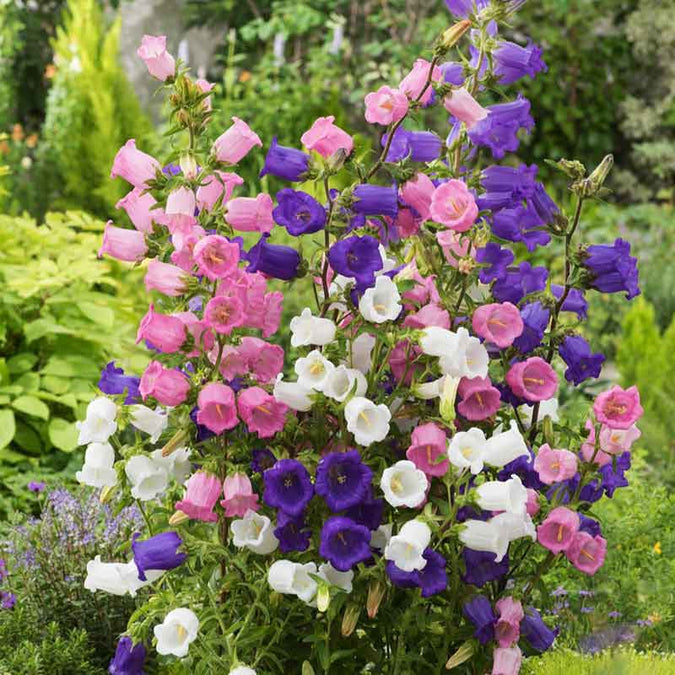 flowers high quality flower seeds for growing vibrant and colorful blooms in home gardens and landscapes organic flowers premium organic flower seeds for sustainable gardening and beautiful blossoms suitable for all climates