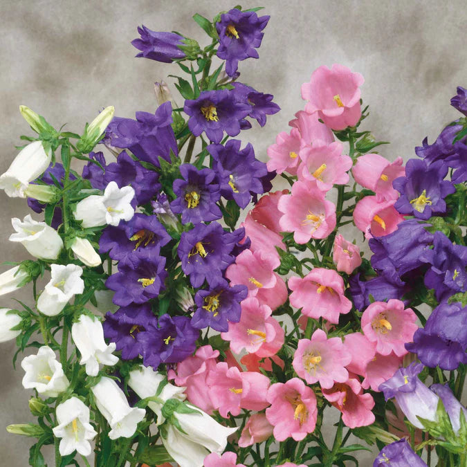 Canterbury Bells Seeds - Mixed