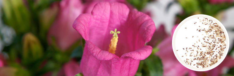 Canterbury Bells Seeds - Champion II Rose