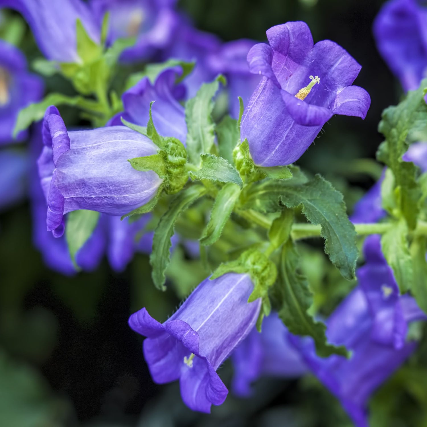 Canterbury Bells Blue Bell-Shaped Flower Seeds