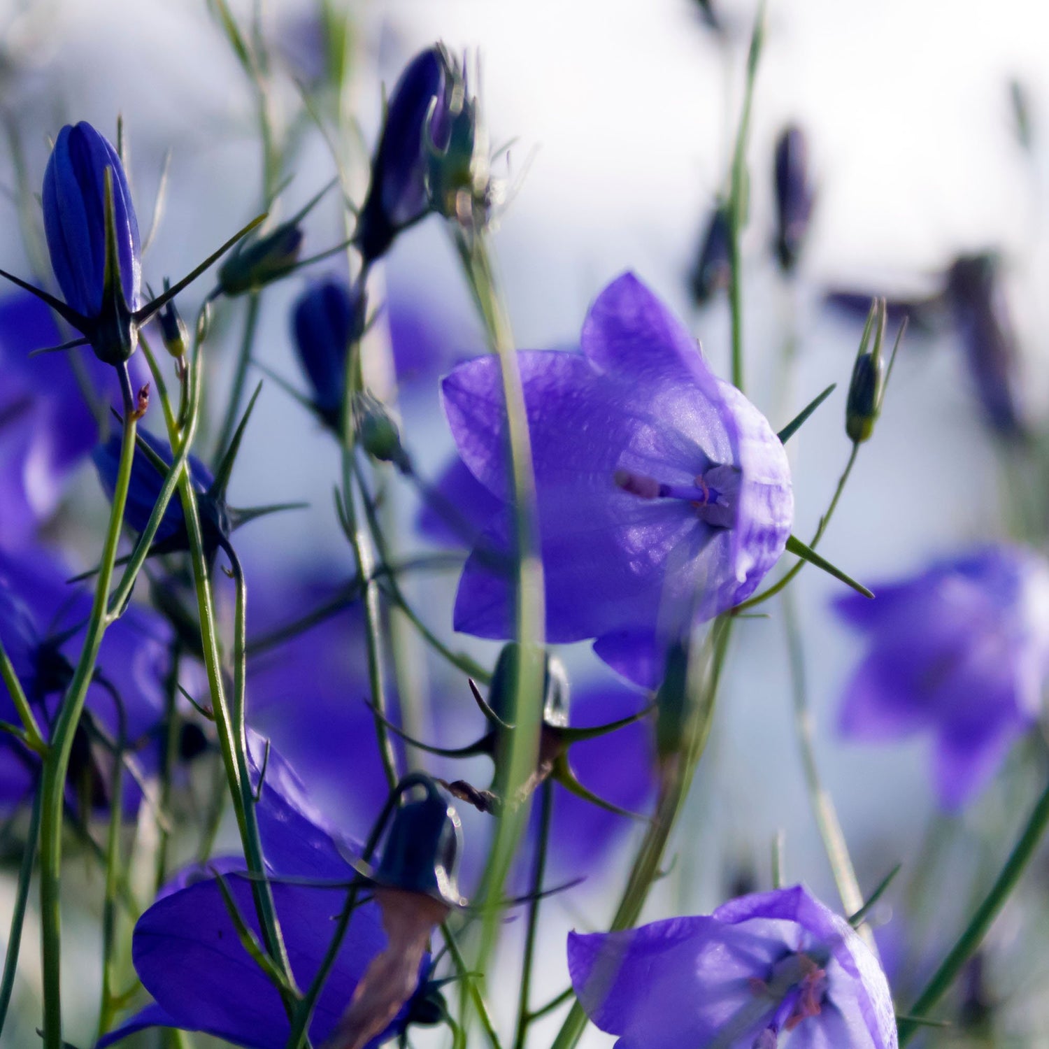 Canterbury Bells Blue Bell-Shaped Flower Seeds