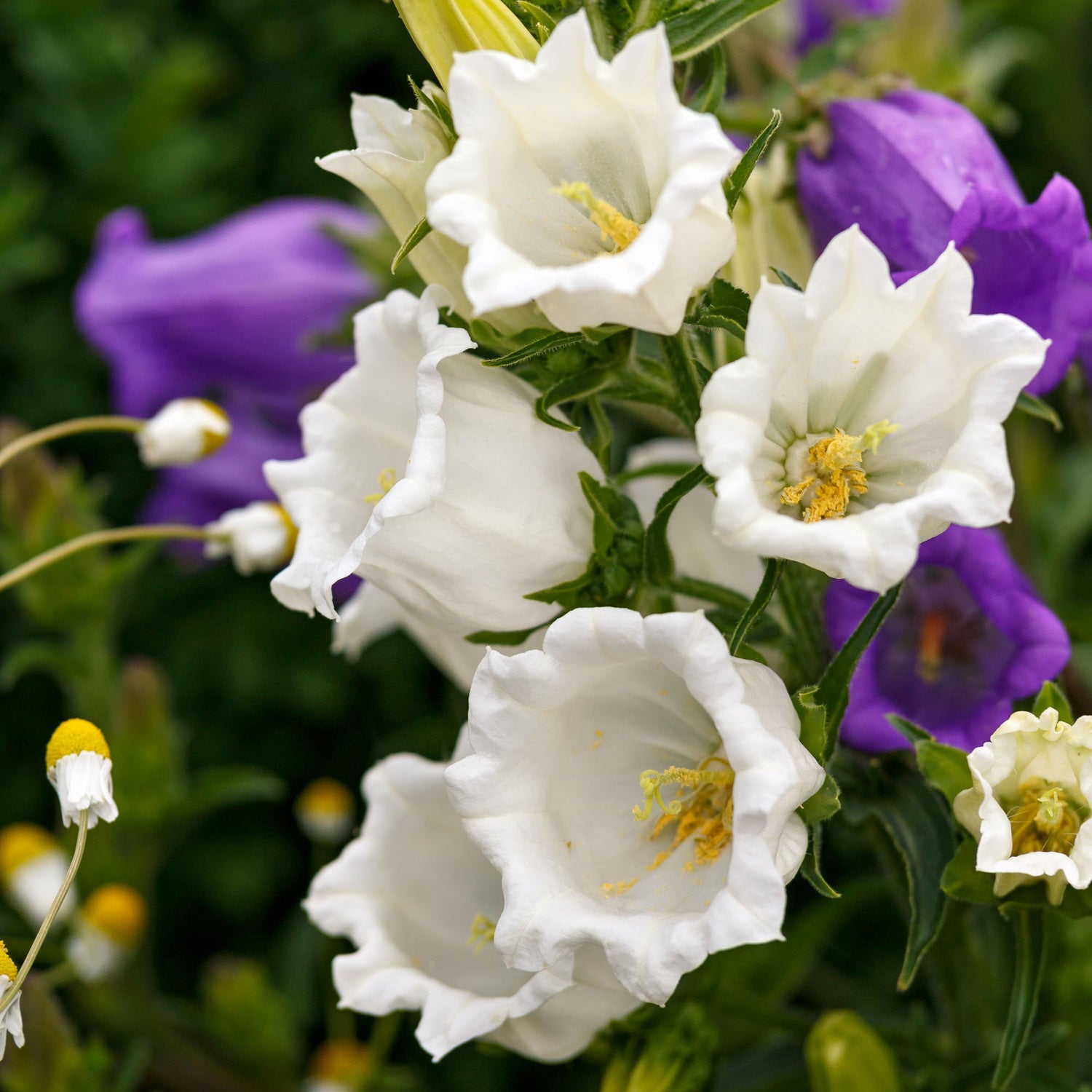 Canterbury Bells White Classic Bloom Flower Seeds