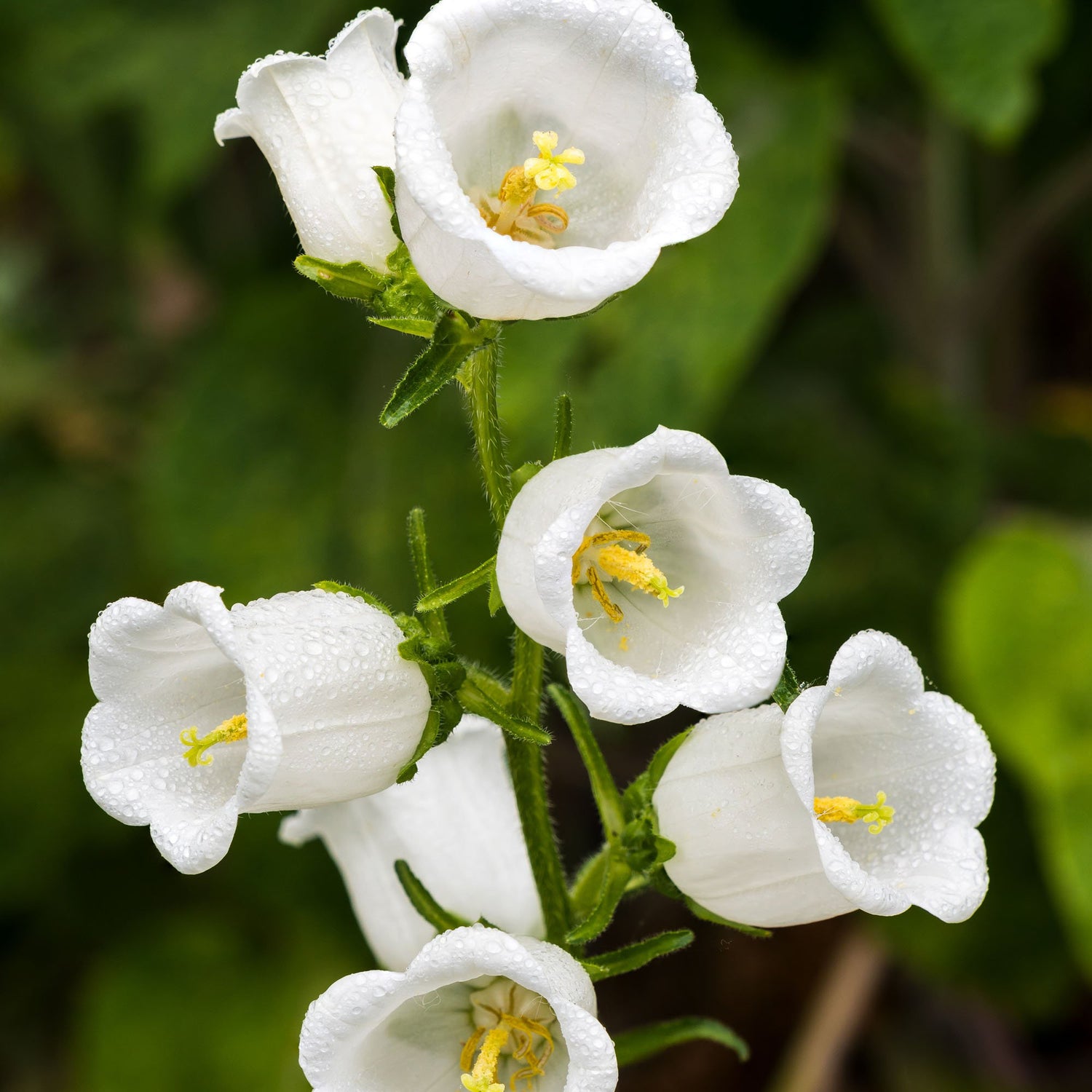 Canterbury Bells White Classic Bloom Flower Seeds