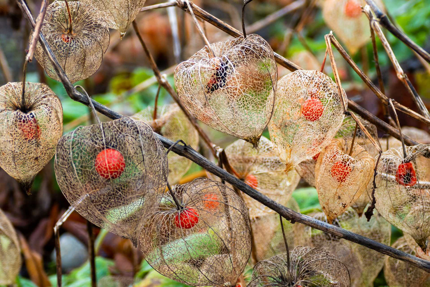 Cape Gooseberry Seeds (Physalis peruviana)