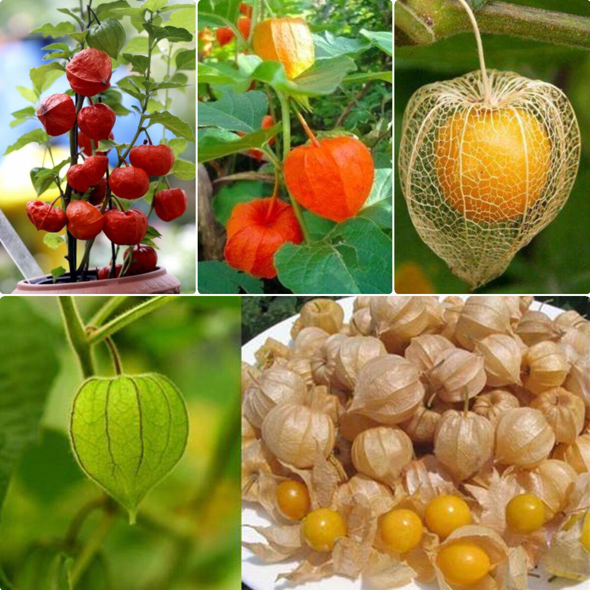 Physalis Cape Gooseberry seeds for planting