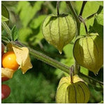 Cape Gooseberry seeds high germination heirloom Non-GMO seeds