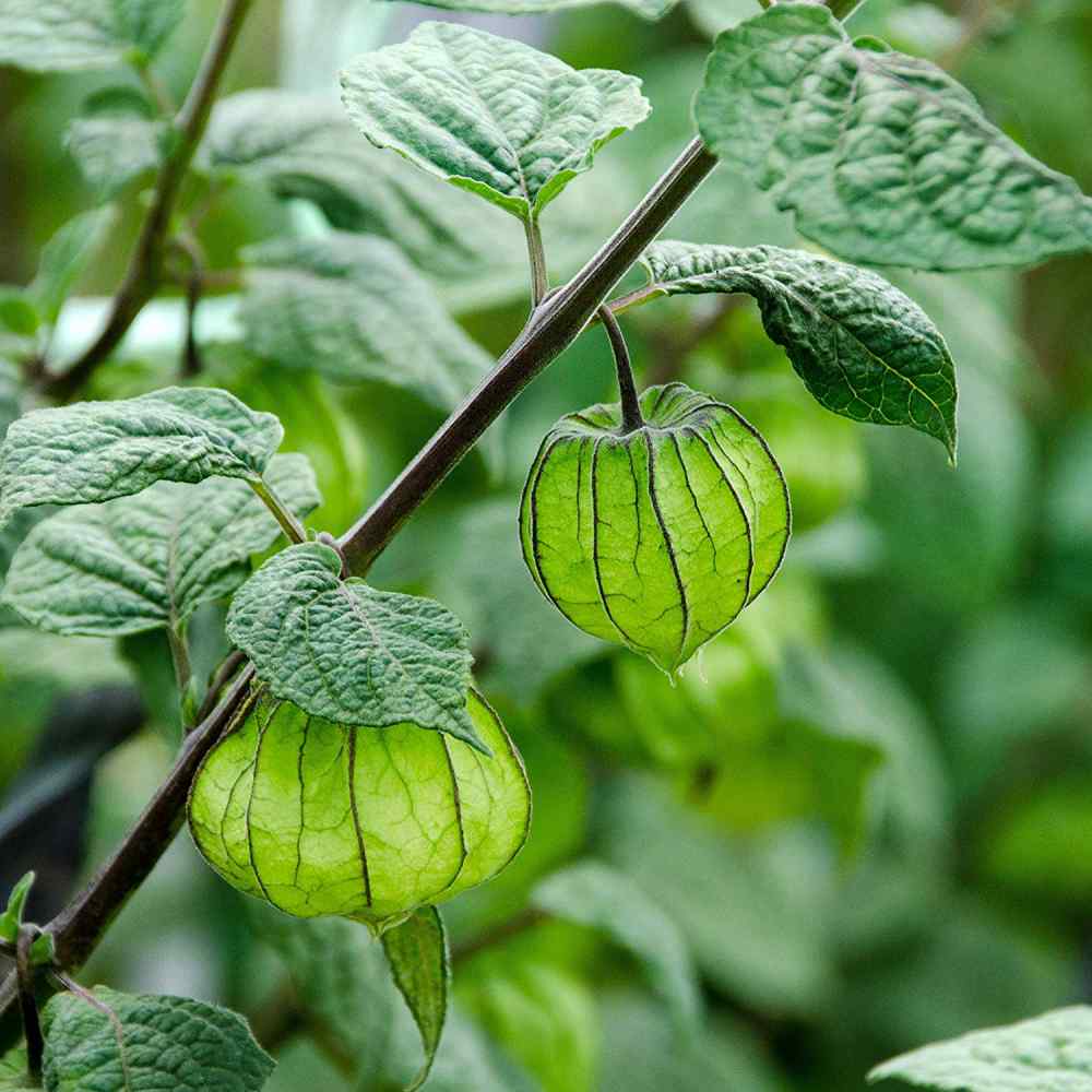 Cape Gooseberry Golden Fruit Plant Seeds