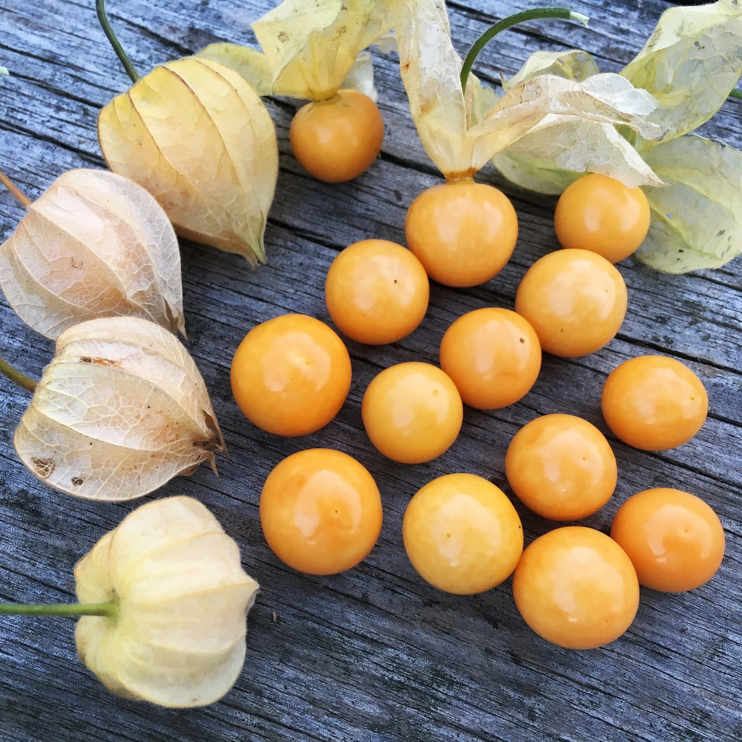 Uvilla (Physalis peruviana) – Sweet-Tart Goldenberry for Fresh Snacking and Culinary Delights